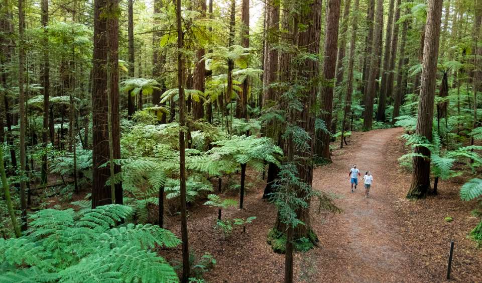 Redwoods Forest, Rotorua