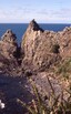 Tawharanui coastline