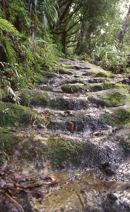 Billygoat Landing Track - Kauaeranga Valley