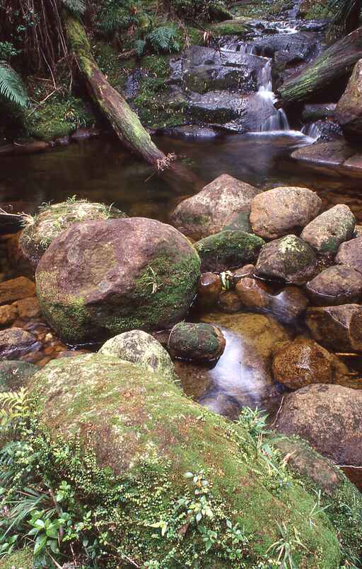 Aongatete Swimming Holes Walk -  Kaimai Mamaku Forest Park