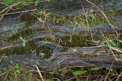 Buried Forest - Pureora Forest Park