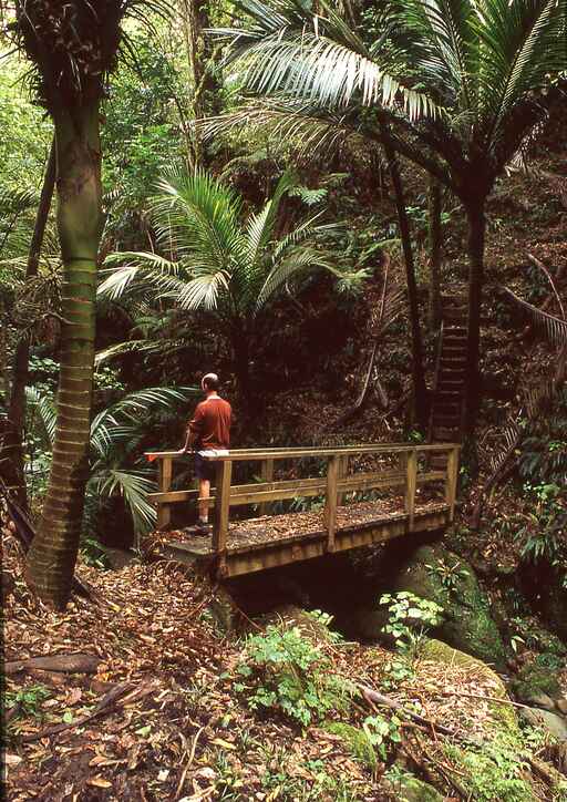 Mangakawa Track - Morere Springs Scenic Reserve