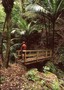 Lush forest on the Mangakawa Track