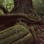 Huge roots on kahikatea