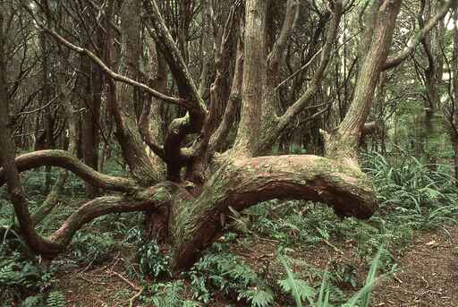 Kilmock Bush - Sandy Point Domain