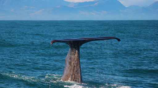 Whale Watch Kaikoura