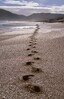 Footprints on Kapowairua