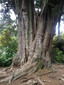 Massive totara