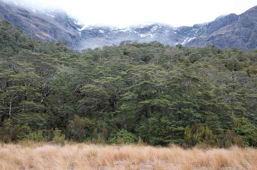 Bealey Valley Walk - Arthur's Pass