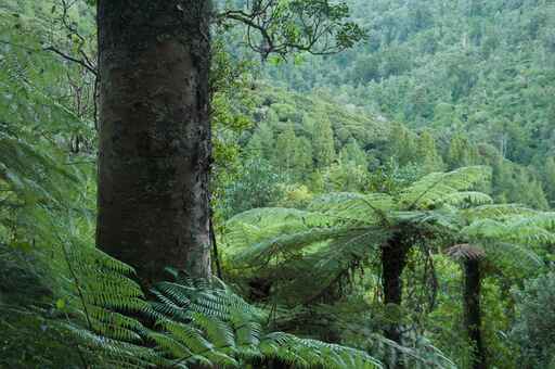 Kauri Loop Track - Hakarimata Scenic Reserve, Ngaruawahia 