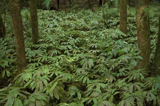 Mangakara Nature Walk - Pirongia Forest Park.