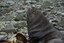 NZ Fur Seals are a living soap opera at Tauranga Bay