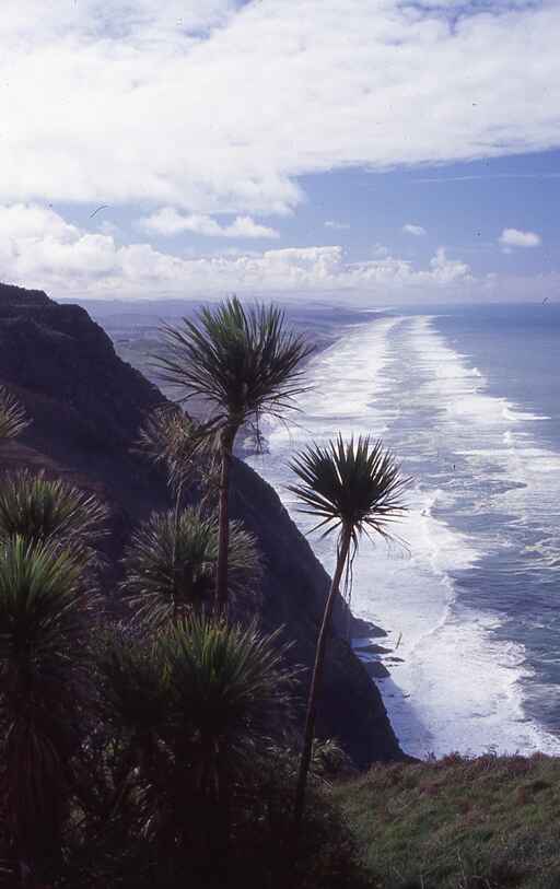 Maunganui Bluff Track - Kauri Coast