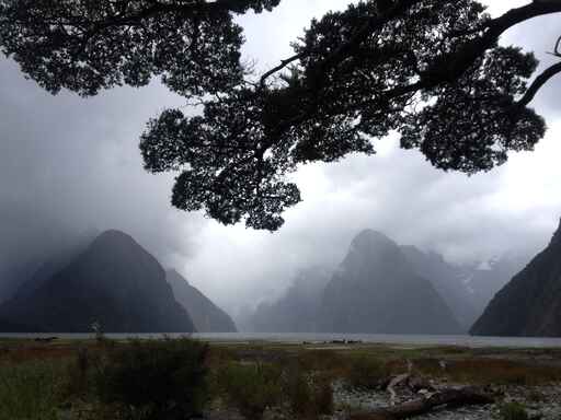 Milford Sound Foreshore Walk - Fiordland National Park