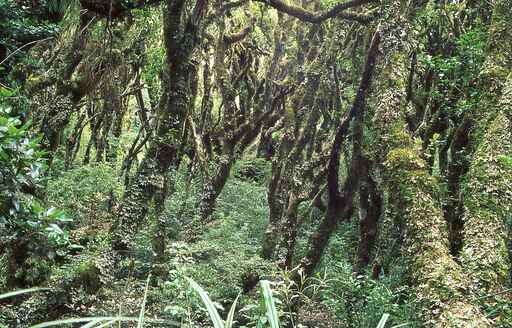 Maketawa Hut track - North Egmont, Egmont National Park