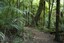 Lush vegetation and nikau