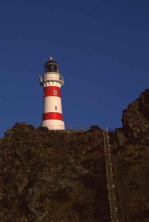 Cape Palliser Seal Colony and Lighthouse Walk