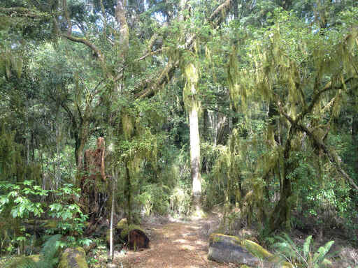 Makarora Bush Walk - Haast Pass/Tioripatea