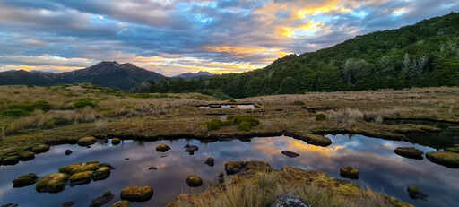 Milford Road to Boyd Creek Tops (marked route) - Snowdon Forest