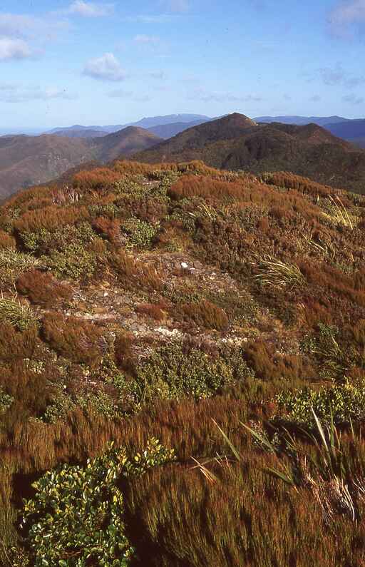 Te Ara Tirohanga (Remutaka Trig Track)