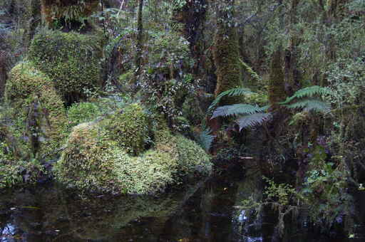 Kahikatea Swamp Forest Walk - Ship Creek 