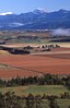 Vineyards from Wither Hills