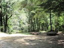 Under the beech trees