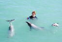 Swimming with the Hectors Dolphins - amazing!