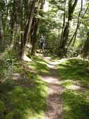 Magical Fiordland beech forest 