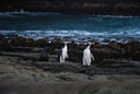 Catlins Adventures Yellow Eyed Penguin Tour