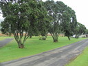 Camping area located just behind the beach.