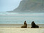 Seals at Surat Bay