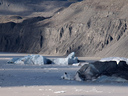 Tasman Lake with icebergs