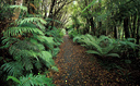 Rakiura track; Kaipipi Road