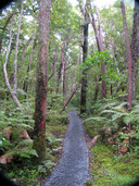 Cruise through the forest