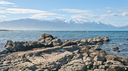 Seals scattered on the rocks