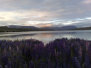 Through the lupines at Lake Alexandrina