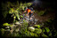 Mountain biking down Takaka Hill