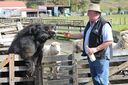 Captain the pig. Woolworld Te Awanga. Shearing demos too.