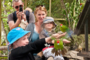 Hand feeding the kakariki is a special experience