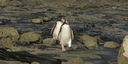 Yellow eyed penguins waddling through the petrified forest