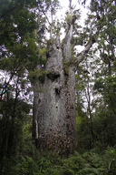 Father of the Forest - Matua Ngahere