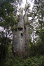 Father of the Forest - Matua Ngahere