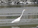 White Heron - Kotuku