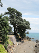 A Pohutakawa tree hangs precariously to the side of the road