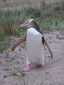 Yellow eyed Penguin