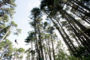 Flying fox in the canopy