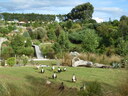 ducks in foreground 