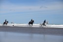 Muriwai beach Horse Treks Ltd