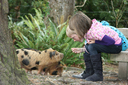 Children with kune kune piglets at Staglands